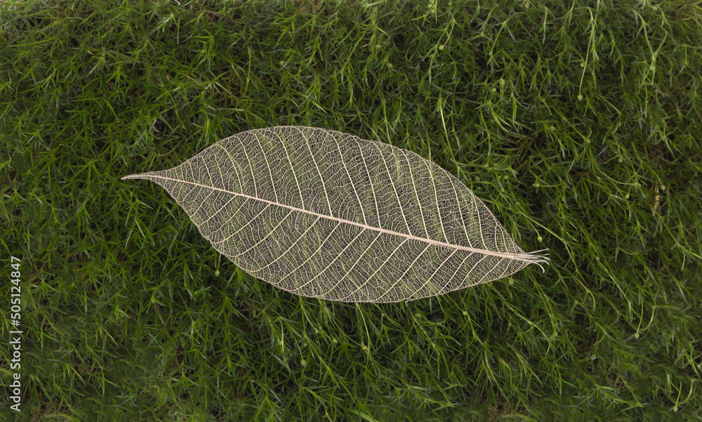 Poster transparent leaves on green moss