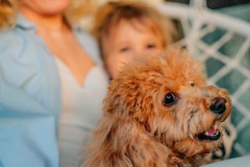 close-up portrait of a red poodle dog at home against the background of its owners: a mother with a...