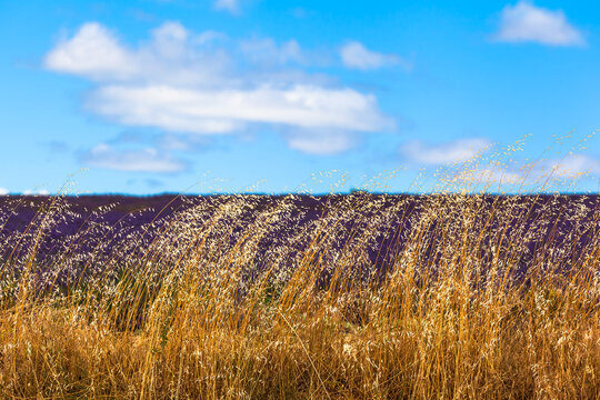 Poetic Landscape Plant Detail / Filigree grass plants sparkle in daylight at provence lavender field edge