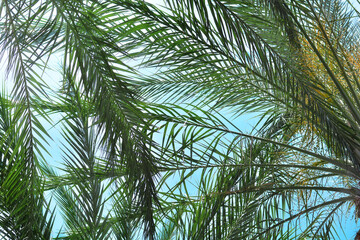 Fototapeta na wymiar Leaves of palm tree on the blue sky
