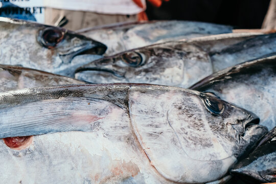 Close up of fresh tuna fish.