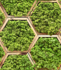 Seamless texture of floral moss modules in hexagon wooden frames. Wroclaw. Poland.