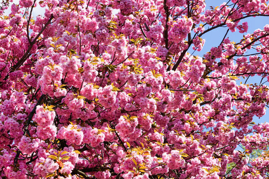 Japanese cherry tree in blossom - close-up on flowers