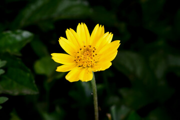 Obraz premium Fresh yellow flower in the garden.
