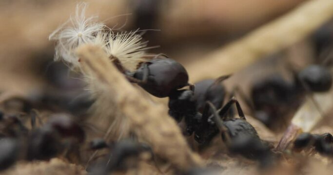 Black worker ants and soldier ants, of the species Messor barbarus, on a spring day in the field, working together near to their nest, seen at ground level, Spain