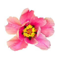 Fototapeta premium Macro photo pink tree peony on white isolated background.