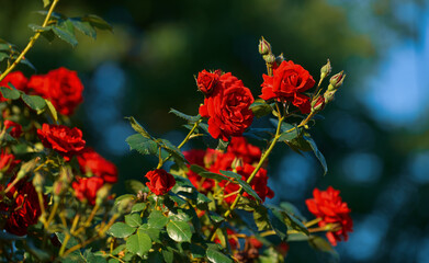 A big plant flower full of red roses photographed in the beautiful morning light in the backyard garden of a house. Amazing floral photography.