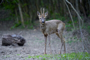 Roebuck in the forest, changing fur