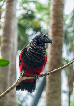 Dracula parrot or vulturine parrot sitting on a branch. Blurred nature at the background.