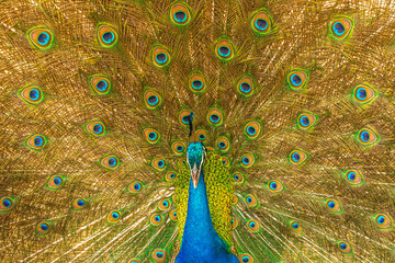 indian peacock or  Indian peafowl male spreading wings. spreads its tail feathers all in its glory to attract the female peahen.