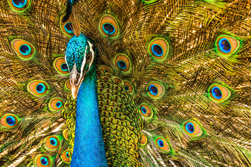 indian peacock or  Indian peafowl male spreading wings. spreads its tail feathers all in its glory...