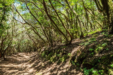 View on Tenerife island from Anaga Rural Park road.