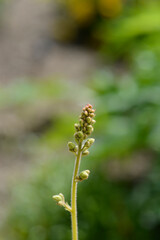 Coral Bells Electric Lime