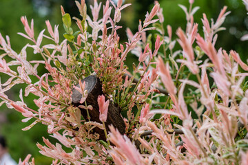 Whole - leaved willow