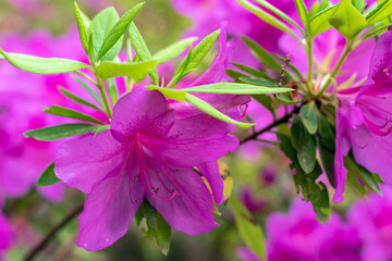 background of rhodendron flowers close-up