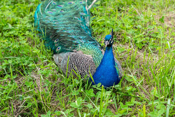 peacock in the park