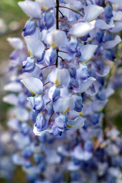 wisteria flowers close-up