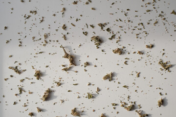 Crushed medical marijuana bud on white background. Dry cannabis cone