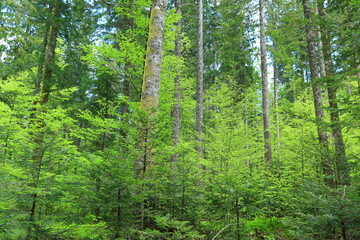 Untouched green forest with conifers and young beech trees in Gorski kotar area, Croatia - obrazy, fototapety, plakaty
