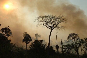 Smoke of a forest fire in the Brazilian amazon with trees in silhouette.