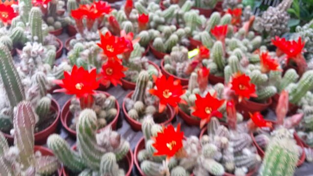 Flowers blooming in spring video image