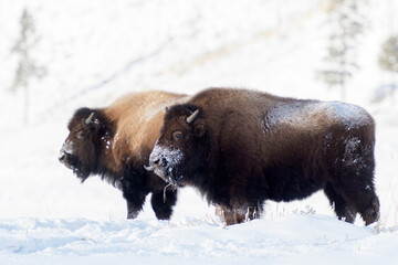 American Bison (Bison bison) standing in snow during blizzard, Yellowstone National Park, Wyoming, United States.
