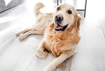 Golden retriever dog lying on floor - Powered by Adobe