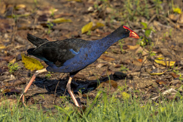 Australian Purple Swamphen in Queensland Australia