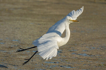 Intermediate or Plumed Egret in Queensland Australia