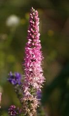 Fototapeta premium Flowers Veronica spicata