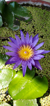 purple lotus, teratai ungu