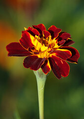 Flowers Marigolds small-flowered