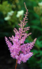 Flowers Astilba sinensis