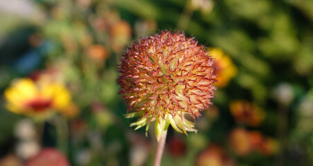 Gaillardia beautiful - plant flower