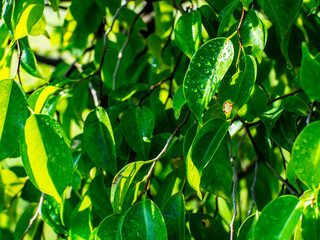 Fototapeta premium water droplets on leaves lush and refreshing 