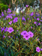 beautiful purple flowers in the park in the morning