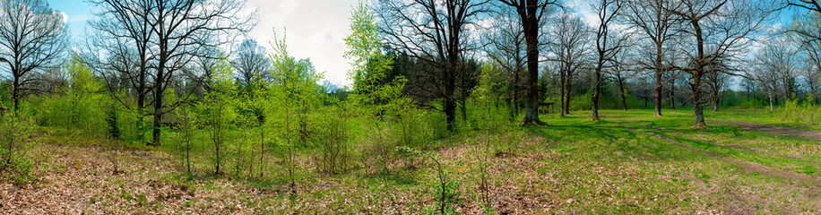 Spring forest and field on a background of blue sky