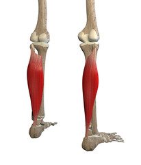 3D Illustration of Soleus Muscles on White Background