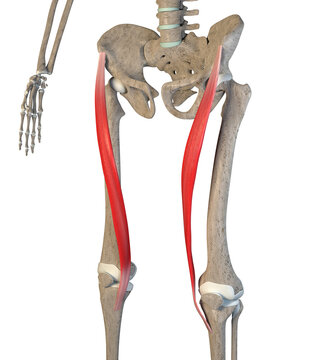 3D Illustration of Sartorius Muscles on White Background