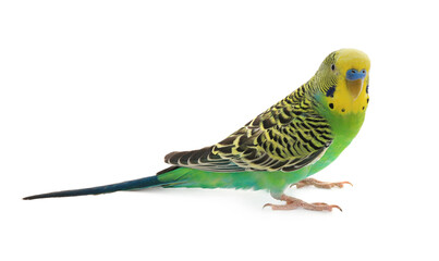 Beautiful parrot isolated on white. Exotic pet