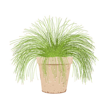 Potted isolepis plant. Fiber optic grass in a flower pot isolated on white. Scirpus cernuus vector
