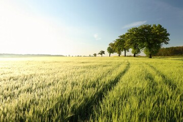 Oaks growing in a row in a grain field on a spring morning