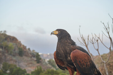 águila en horizonte