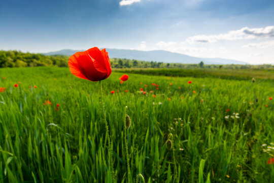 green field of blooming poppy on a sunny day. wonderful spring scenery in carpathian mountains. beautiful nature background with red flowers