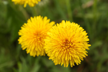 Beautiful yellow dandelion flowers growing outdoors, closeup