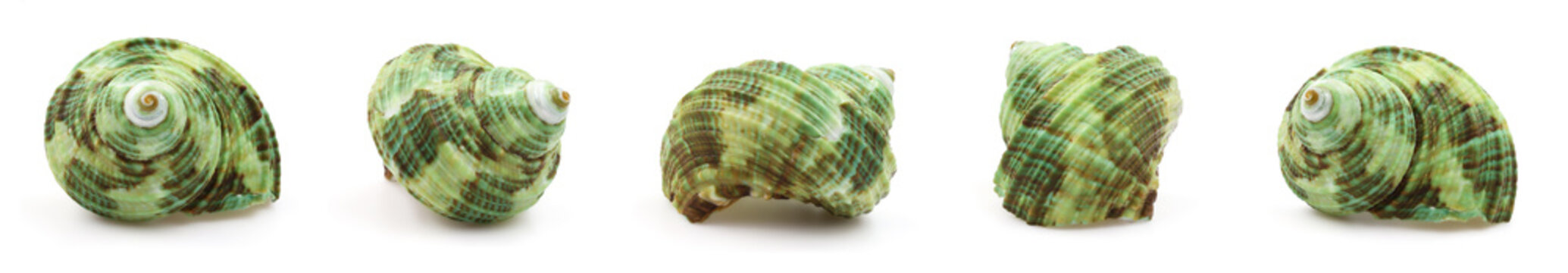 one sea shell isolated white background	