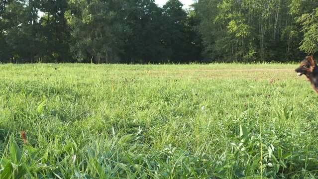 A cheerful dog on the grass is playing with a toy. Eager to throw a freesbee or a ball. Funny young German Shepherd.