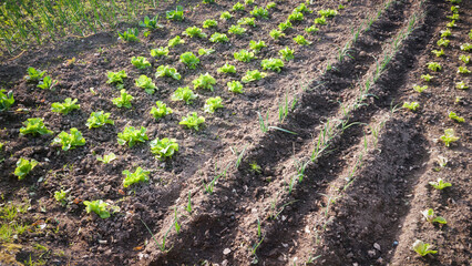 Pequeña huerta de lechuga y espinacas