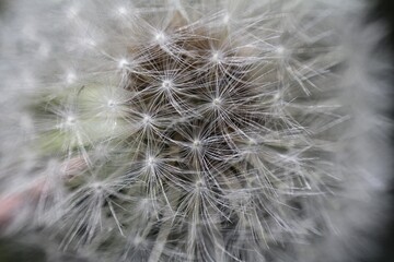 Fototapeta premium dandelion seed head