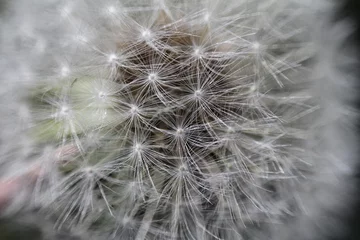 Rolgordijnen dandelion seed head © Марина Савченко